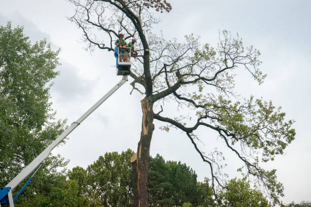 Seasonal Cleanup (Spring/Fall) in Panora, IA